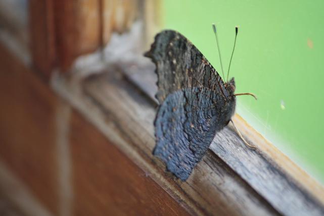 Cada vez me gustan más las mariposas con las alas