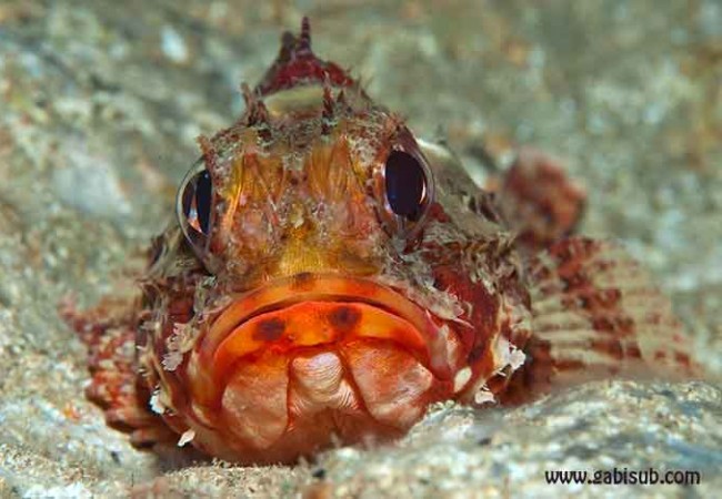 Buenas.Este es uno de los peces que se pueden ver ahora mismo a través de  las cámaras submarinas