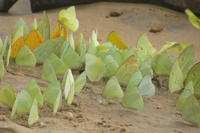 Enjambre de mariposas en el río Caura