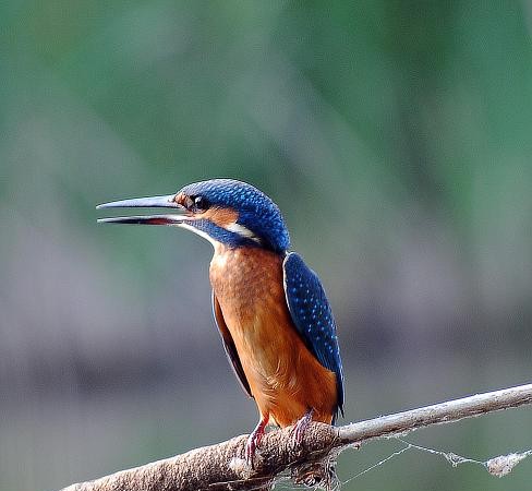 Como un relámpago azul surca el martín pescador o picapez.
Artículo reciente: ESPAÑA