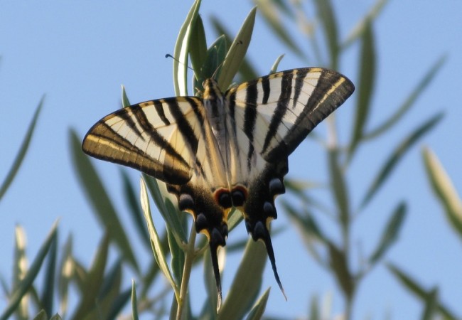 Esta es la mariposa llamada podalirio o chupaleche