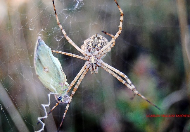 Esta araña angiope de la fotografía, ha visto premiada su paciente espera con esta mariposa,