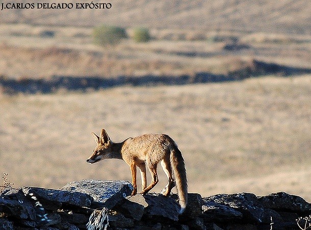 A lo largo del mes de julio he dedicado bastantes horas a observar y fotografiar lo que ocurría en el entorno de una charca ganadera