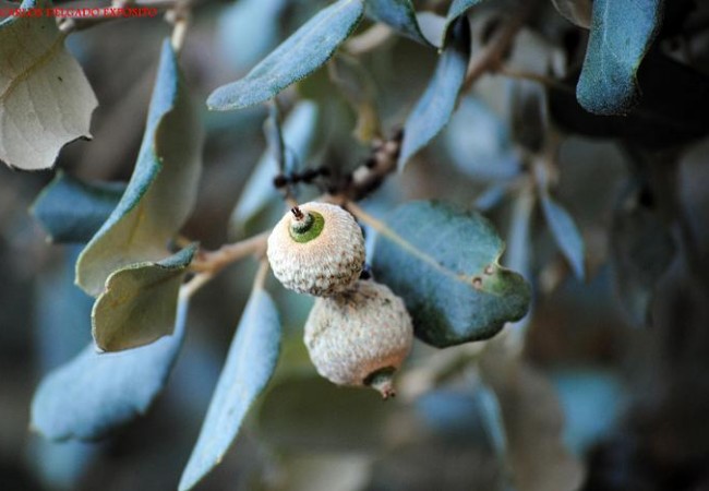 Las bellotas de la encina ya están haciéndose notar, el verano avanza,