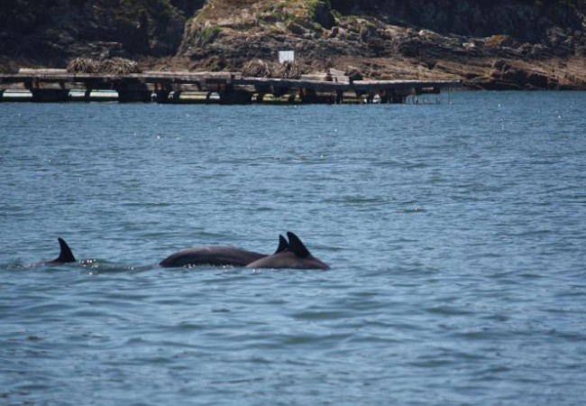 A eso de las dos y media de la tarde, empezamos a ver delfines, muy cerca de la costa y de las bateas de