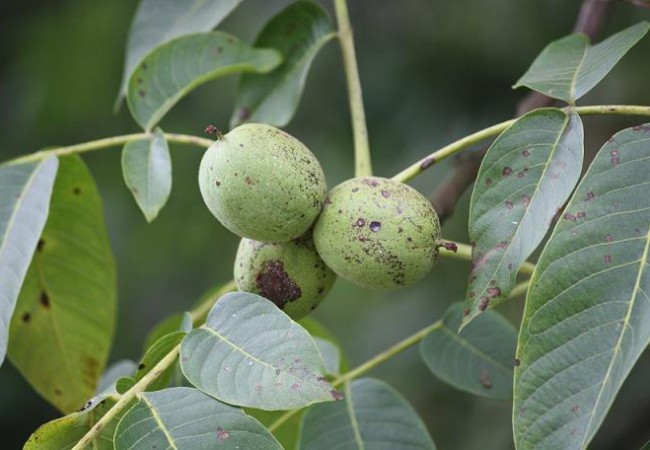 Ya tienen los nogales, aún verdes, las primeras nueces. Cuando se abren se ponen las manos