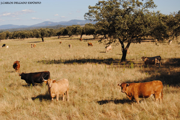 La imagen más bien podría ser una Sabana africana que una dehesa