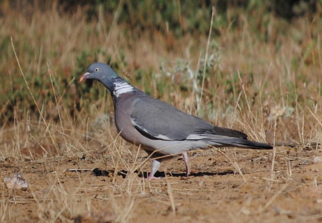 El buzarco de agua hoy enmedio de la dehesa, atrae a multitud de aves: