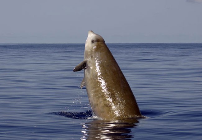 Imagina que has de bucear un kilómetro hacia fríos y oscuros abismos submarinos para cazar a tus presas,