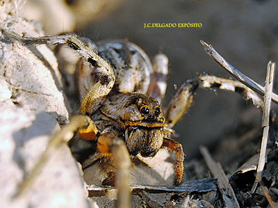 Esta araña se encontraba el sábado pasado en una
SÍGUENOS TAMBIÉN EN FACEBOOK..La playa de San Jorge donde jugaba Gonzalo Torrente Ballester de niño..FOTO…