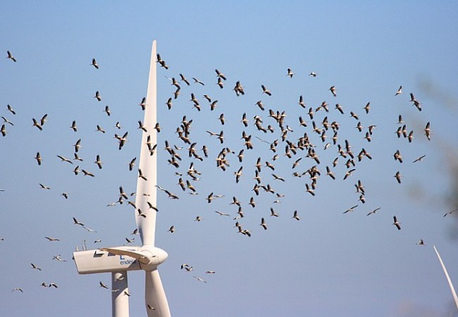 FOTO: Migración de cigüeñas negras por el estrecho de Gibraltar.
AUTOR:Arkadiusz Broniarek

