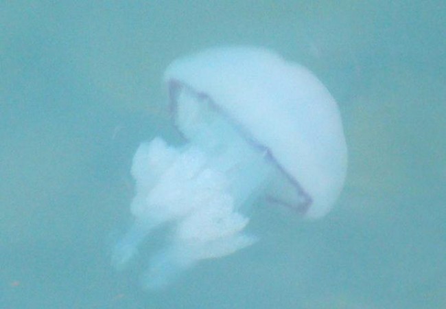 Muchísimas gracias Íñigo, por esta foto de una medusa en el puerto de Barcelona. 
SÍGUENOS TAMBIÉN EN FACEBOOK
