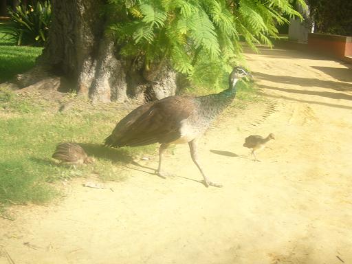 Hola Mónica, buenos días;
Como te adelanté el pasado jueves, te adjunto unas fotos más. Después de ver los Reales Alcázares de Sevilla, paseamos por la maravilla de jardines que tienen, y allí se nos cruzaron esta hembra de pavo real con sus dos