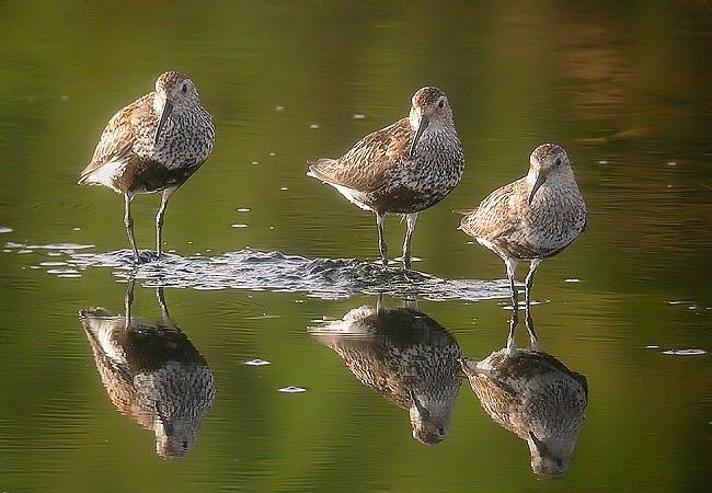 La preciosa e ilustrativa foto es de Samuel Peregrina, en la que vemos las tres razas más