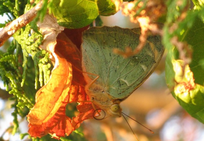 Se trata de la mariposa de mayor tamaño y belleza dentro de su grupo, fritilarias, que significa