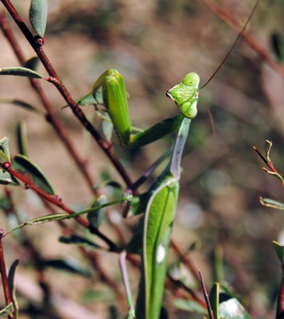 Esta mañana al salir el sol, esta mantis estaba