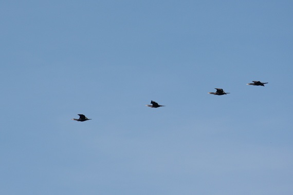 Sobre el mar, esta tarde, pasaron muy altos estos cormoranes en formación como si fueran cuatro negrones, esos patos oscuros y marinos.