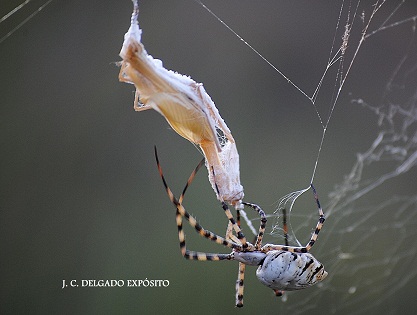 Cómo inmoviliza la araña angiope la mejor arma de la mantis…