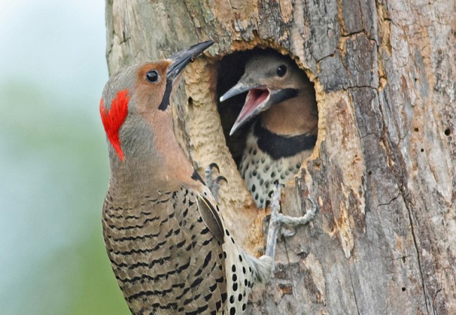 come al borde del camino, donde encuentra las primeras hormigas de la temporada… (FOTO:Sanjib Bhattacharyya)