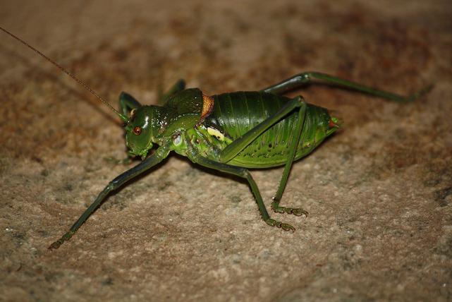 Este fin de semana, de tanta lluvia y viento, apareció de noche en el porche este saltamontes llamado también “saltamontes…