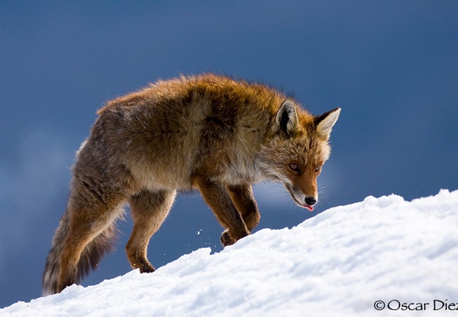 En el mes de mayo me preguntaba por qué llamándose a las crías del lobo, lobeznos; y a las de los osos,