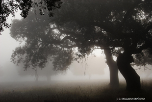 Así amanecía hoy la dehesa en Fregenal de la Sierra, con niebla.
