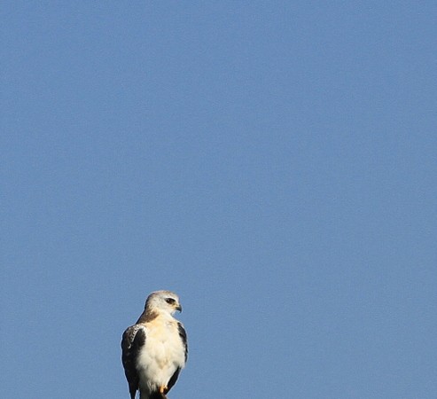 El Elanio Azul tiene la mirada roja, y todos los grises del cielo en las alas