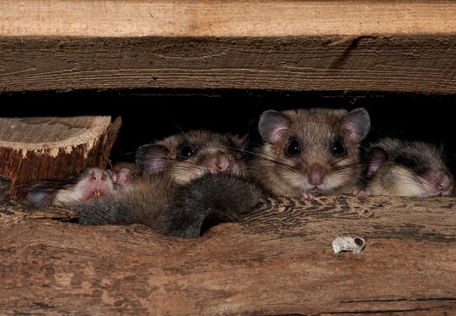 Escondidos entre los muros de su cabaña en Asturias, ya están durmiendo estos lirones grises