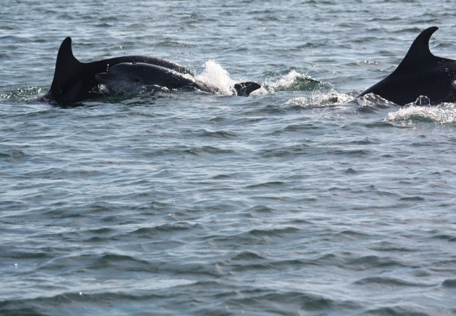 Acabo de ver estos delfines en la entrada del puerto, la cría, nadando tan al unísono con su madre, que parecían