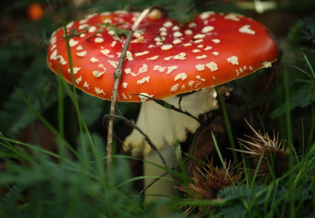 Bajo los castaños, acaba de salir la Amanita muscaria, llamada así por su poder