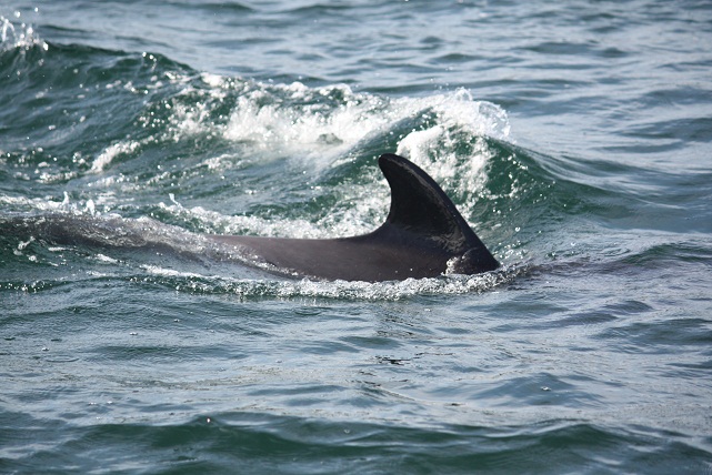 El mes pasado crucé el estrecho de Gibraltar y un grupo de delfines jugaba a la comba con la estela