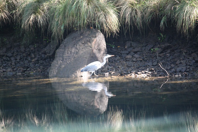 No es el caso de esta garza, sino el de otra que vi ayer en la cascada del lavadero, donde aún