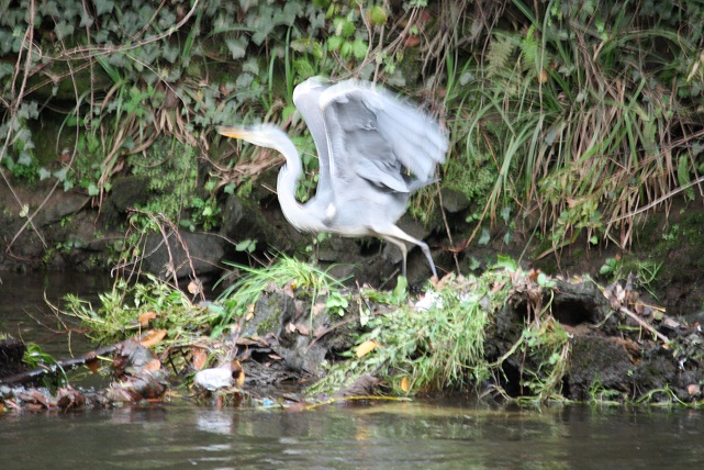 Al final bajé al lavadero, y apareció la garza pero me falló el pulso. Primero pasó volando río