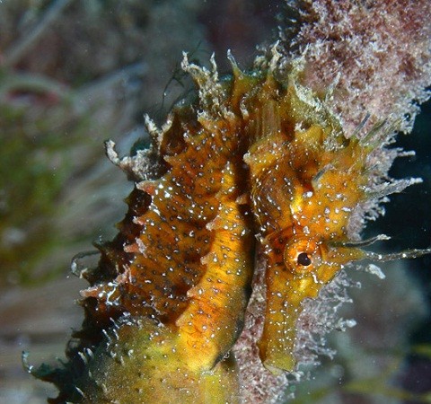 Resulta curiosísimo el caballito de mar que, como