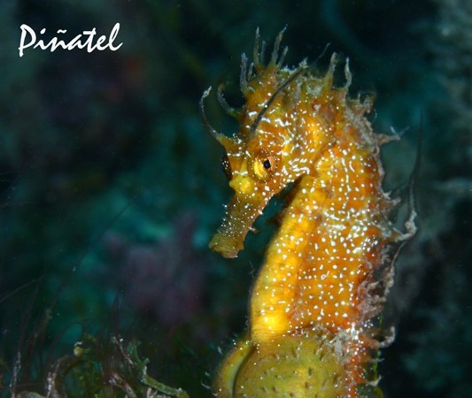 Hippocampus ramulosus
AUTOR: José Francisco Martín Piñatel