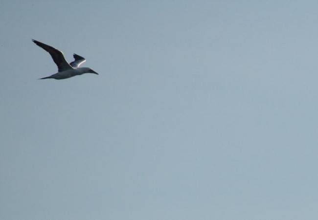 En migración otoñal pueden llegar a pasar diez mil aves cada día. 

