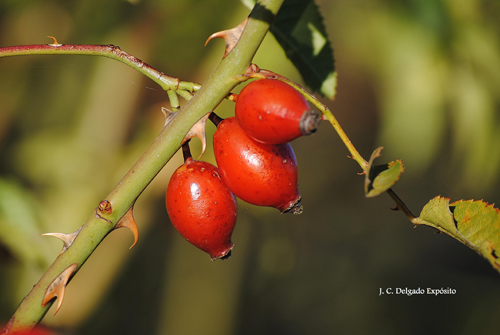 Rosa canina