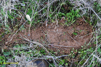 Cama de una liebre que acaba de levantarse a mi paso,