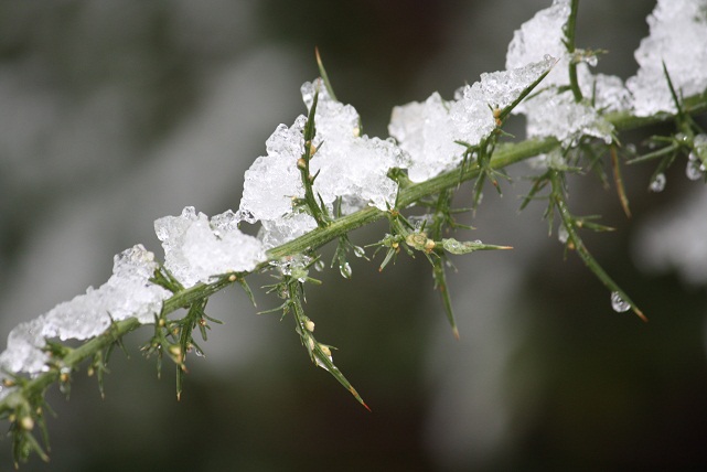 La nieve intenta reproducir, como la mano de un niño que empieza a dibujar, la forma de cada hoja