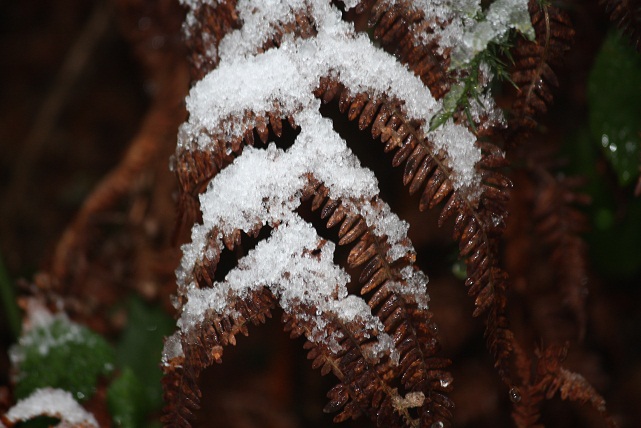 Fronde de helecho tras la nevada el 3-12-2010
(Aceytuno)