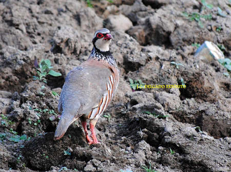 En Fregenal y su entorno se han observado hasta la fecha, un total de 141 especies de aves