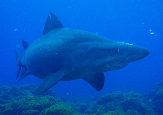 A propósito del ataque mortal de un tiburón a una mujer en el Mar Rojo, recolectamos hoy aquí algunos