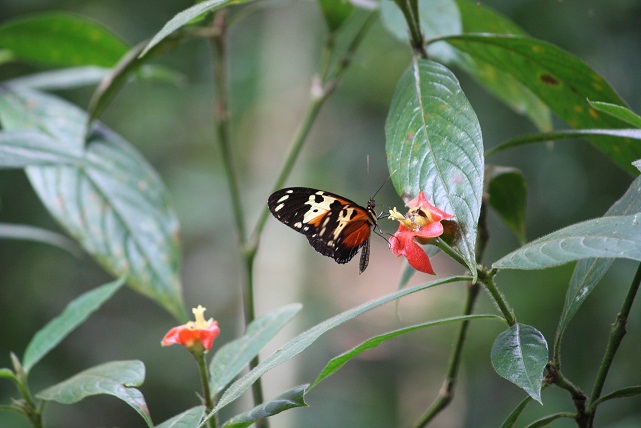 No he visto en ningún otro sitio como en Panamá, tantas especies distintas de mariposas en un mismo