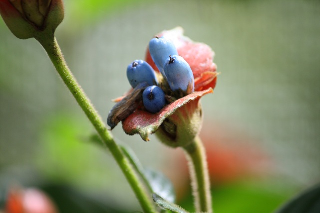 Planta Psychotria poeppigiana con los frutos azules sobre los pétalos, como hojas transformadas, rojos.