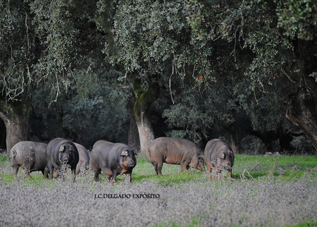 En la dehesa los cochinos andan ya de montanera, ya les hablé en alguna ocasión de lo que es la