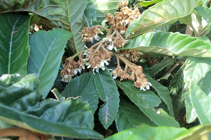 Quizás sean los nísperos los frutales de más precoz floración. El de la fotografía debe de