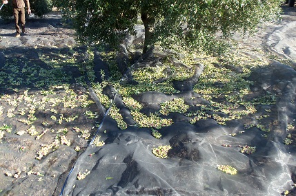 Como una imágen vale más que mil palabras, te adjunto una foto de aceituna arbequina de olivos de 13 años.