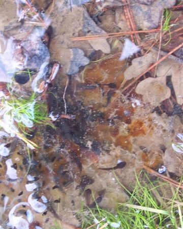 Renacuajos eclosionados en los montes Orduntes,