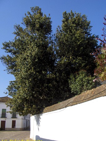 Húmedo está, bajo el laurel, el banco de verdinosa piedra. 
                A .Machado
