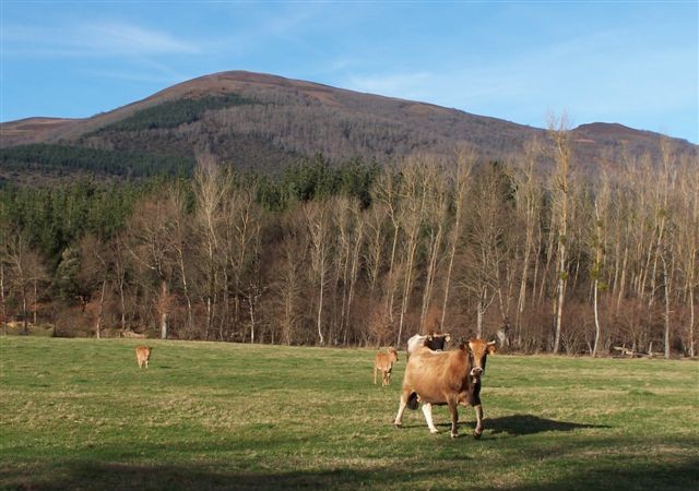 Desde hace dos meses pululan pequeños bandos de garcillas bueyeras en prados del Valle de Mena.
